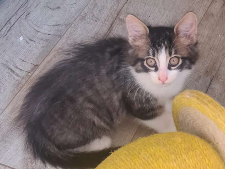 Disponible à l'adoption, chaton mâle d’un mois