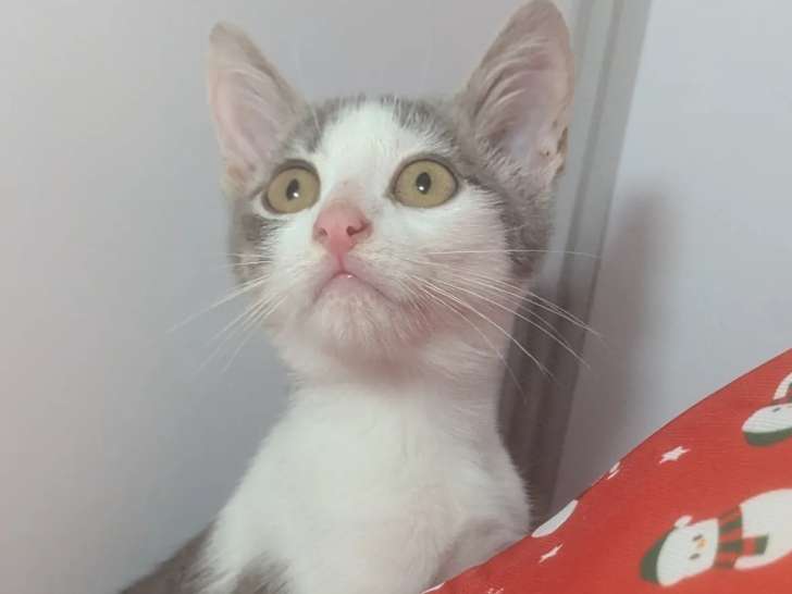 En attente d'adoption, chaton mâle tigré blanc