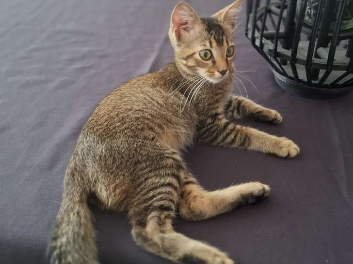 Prêt pour l’adoption, chaton mâle tigré