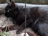 En attente d’un foyer, chatte de couleur noire