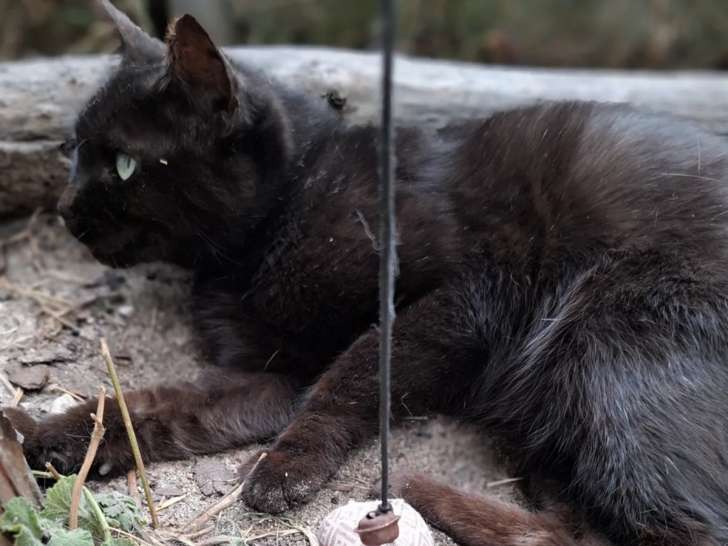En attente d’un foyer, chatte de couleur noire