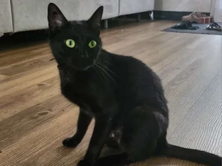 À accueillir, chatonne noire