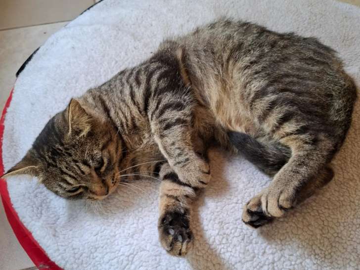 En quête d'un foyer, chat âgé de 5 ans