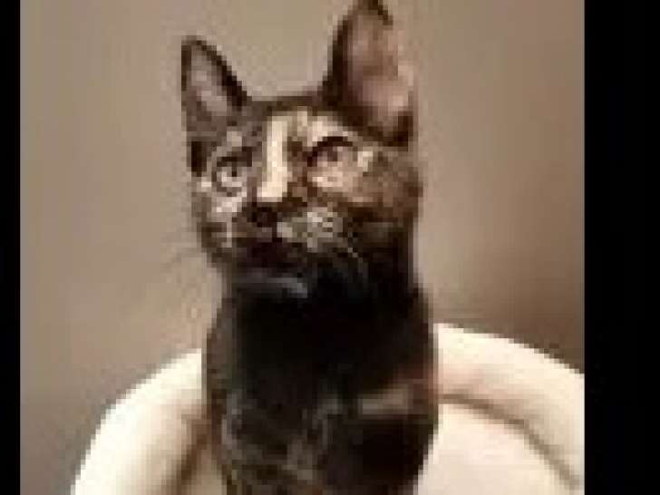 Adoption disponible : chatte d’un an