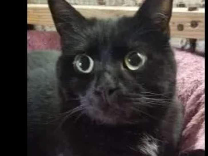 À la recherche d'une famille, chat âgé de 2 ans