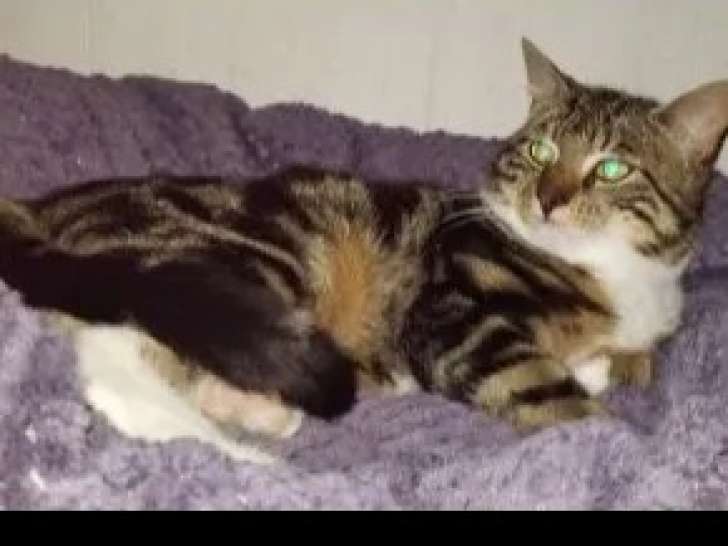 À adopter : chat au pelage tricolore