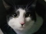 Disponible à l'adoption : chat noir et blanc