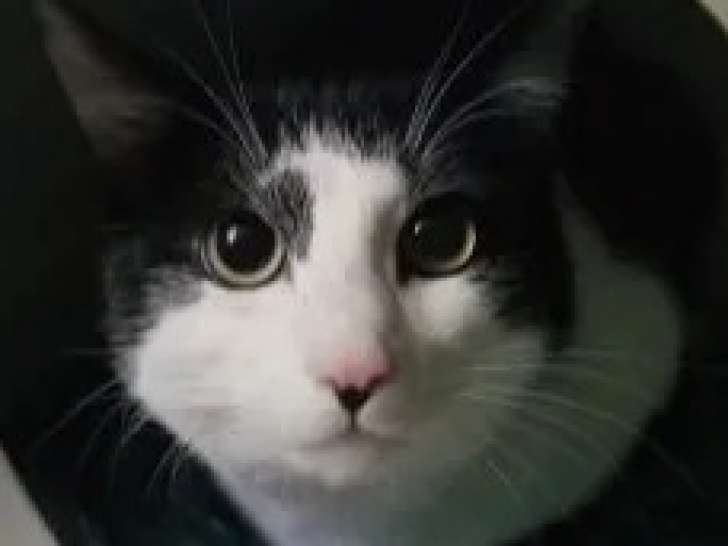 Disponible à l'adoption : chat noir et blanc