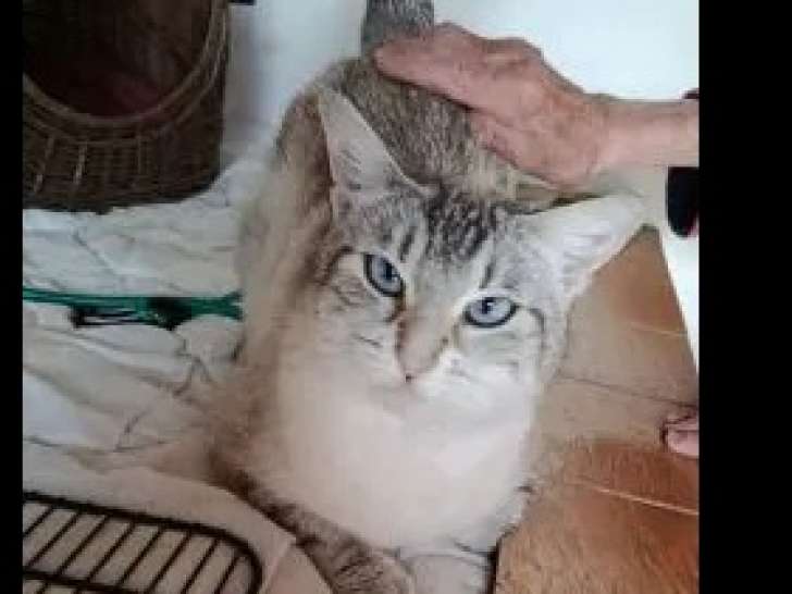 En attente d'adoption : chatte de 3 ans