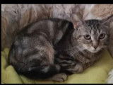 Prêt pour l’adoption : chat au pelage tigré