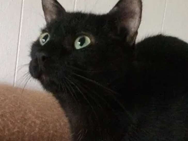 En attente d’un foyer : chat au pelage noir