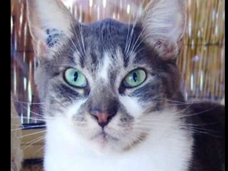 À accueillir : chat gris et blanc