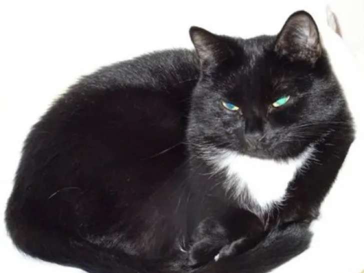 En quête d'un foyer : chatte de 13 ans