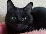 Adoption disponible : chat au pelage noir