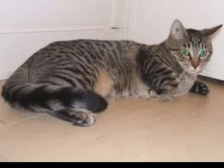 À la recherche d’une famille : chatte au pelage tigré