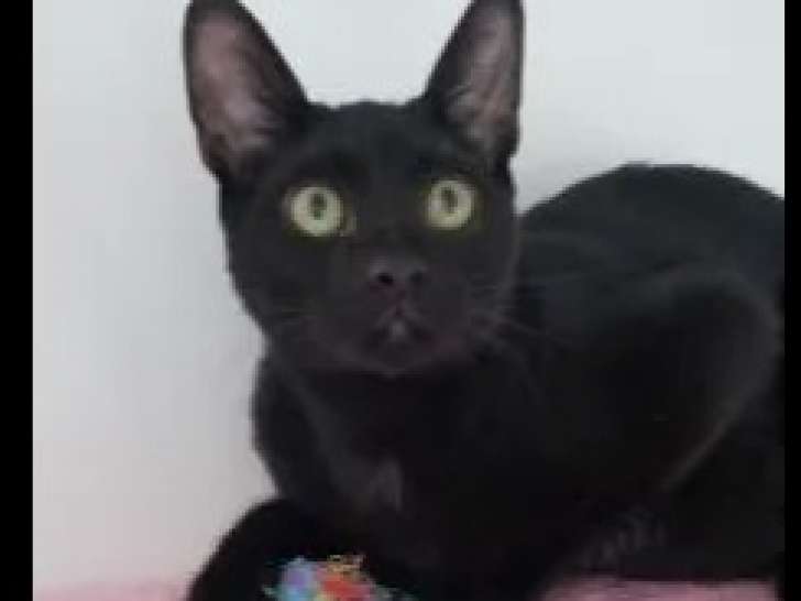 Chat d'un an à adopter