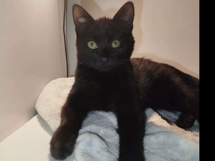 Chaton mâle de 4 mois disponible à l'adoption