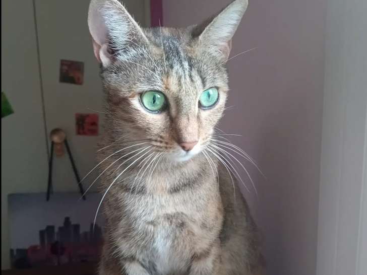 Chatte tigrée en attente d'adoption