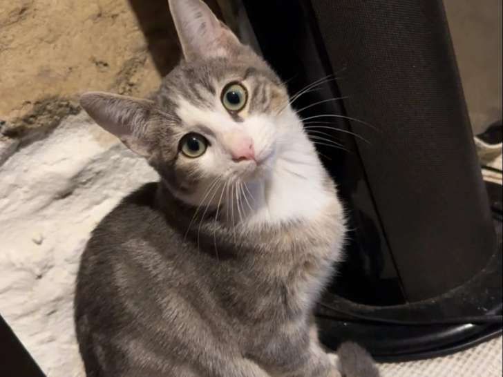 Chatonne de 4 mois prête pour l’adoption