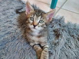 Chaton mâle de 2 mois en attente d’une famille