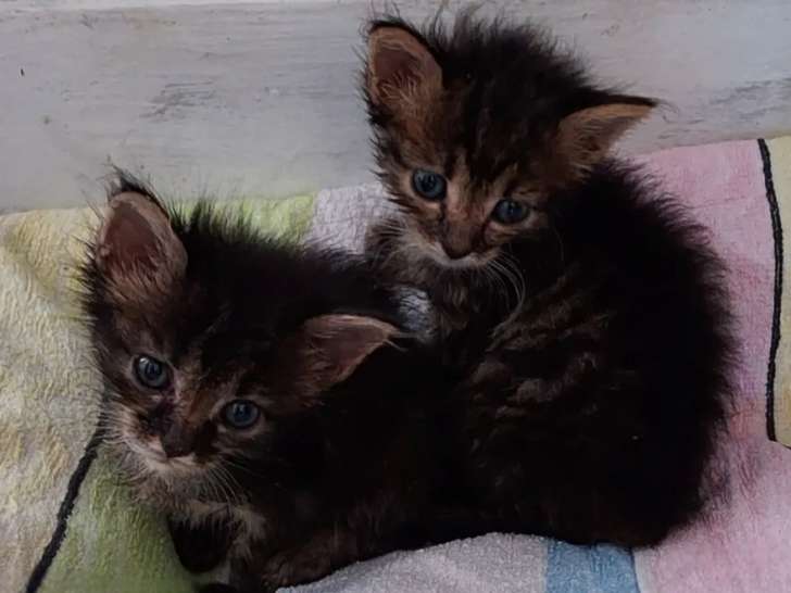Chatons de 2 mois à accueillir
