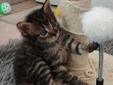 Chatons de 2 mois à accueillir