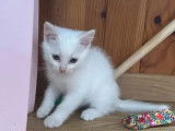Adoption disponible : chaton mâle de 2 mois