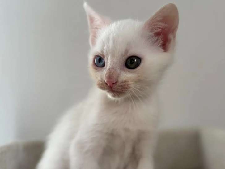Chaton mâle âgé de 2 mois à la recherche d’un foyer