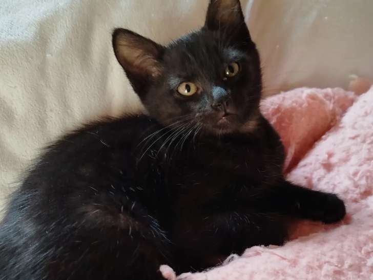À adopter, chaton mâle de 3 mois