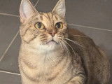 Disponible à l'adoption, chatte tigrée