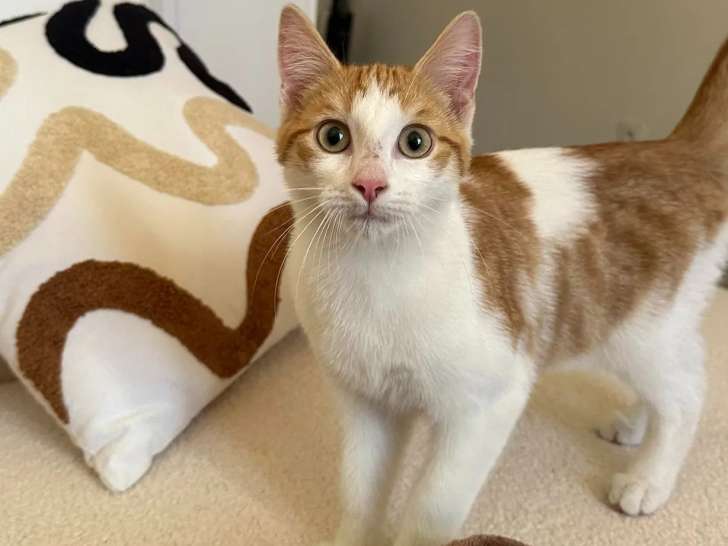 En attente d'adoption, chaton mâle roux et blanc