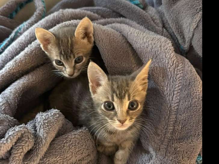 Prêt pour l’adoption, chatons mâles tigrés