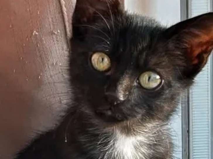 En attente d’un foyer, chaton mâle de 2 mois