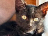 En attente d&rsquo;un foyer, chaton m&acirc;le de 2 mois