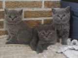 5 magnifiques chatons British Shorthair à vendre