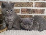 5 magnifiques chatons British Shorthair à vendre