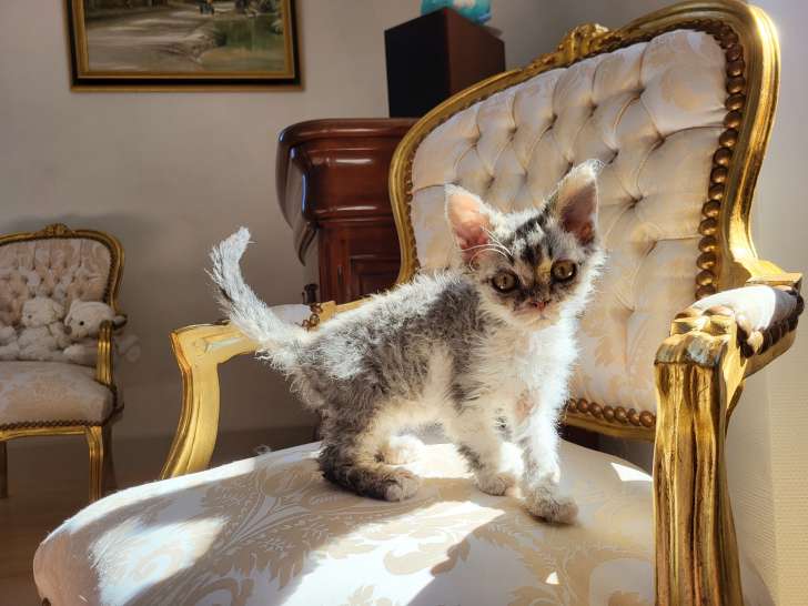 Akira ,femelle homozygote