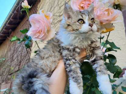 Aquarelle, femelle heterozygote .