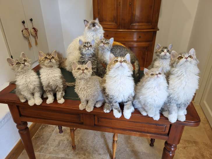 Chatons Selkirk Rex LOOF....9 disponibles