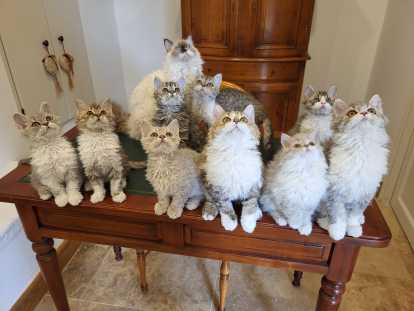 Chatons de race Selkirk Rex à vendre  (3 femelles )