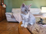 Anoki, mâle heterozygote. Blue mackerel tabby et blanc. Groupe sanguin Ab