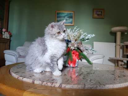 Chatons Selkirk Rex LOOF... 2 femelles disponibles