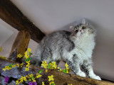 Chatons Selkirk Rex LOOF... 2 femelles disponibles
