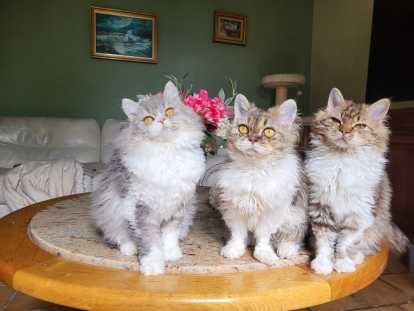 Armani , Akira et Ambre