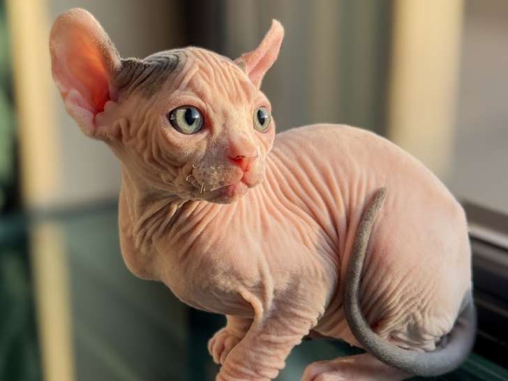 Chaton Elf-Cat à vendre