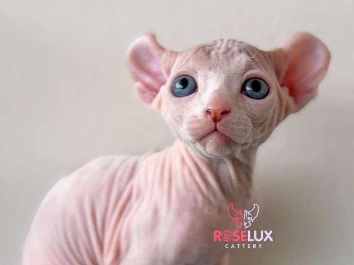 Chaton Elf-Cat à vendre