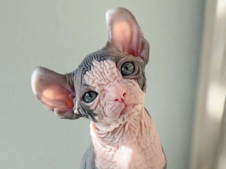 Sublime chaton Elf-Cat à vendre