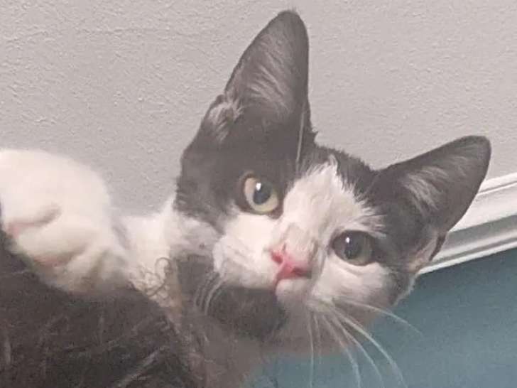 À adopter : chaton mâle noir et blanc