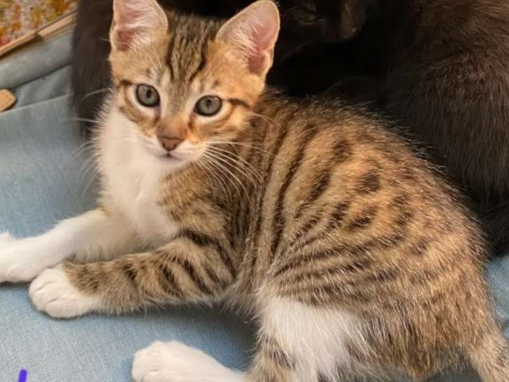 Disponible à l'adoption : chatonne de 2 mois
