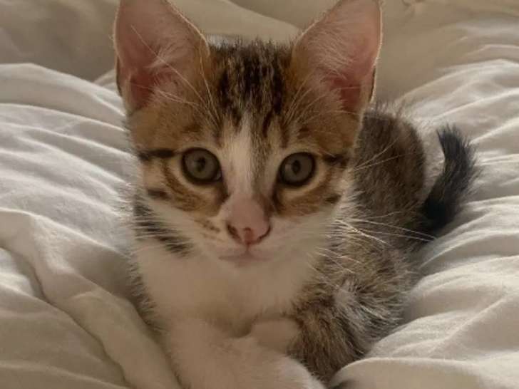 En attente d'adoption : chaton femelle blanc